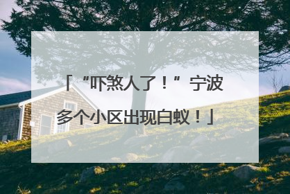 “吓煞人了！”宁波多个小区出现白蚁！