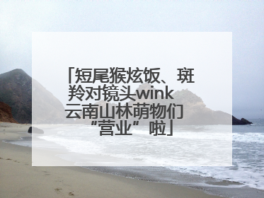 短尾猴炫饭、斑羚对镜头wink 云南山林萌物们“营业”啦