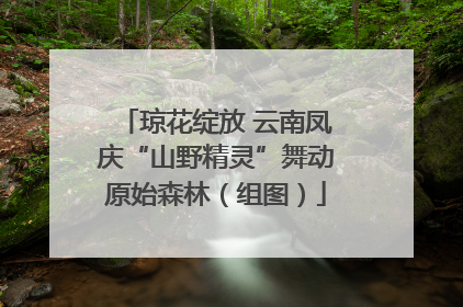 琼花绽放 云南凤庆“山野精灵”舞动原始森林（组图）