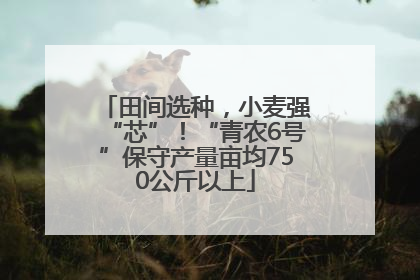 田间选种，小麦强“芯”！“青农6号”保守产量亩均750公斤以上