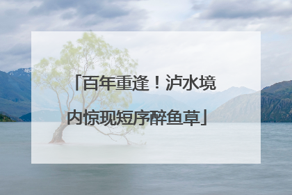 百年重逢！泸水境内惊现短序醉鱼草