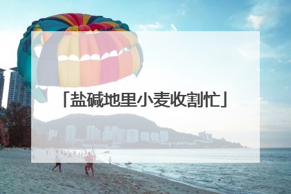 盐碱地里小麦收割忙