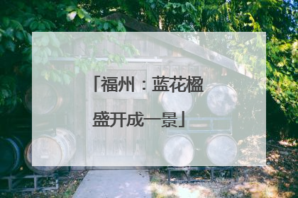 福州：蓝花楹盛开成一景