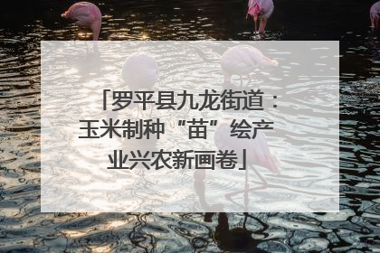 罗平县九龙街道：玉米制种“苗”绘产业兴农新画卷