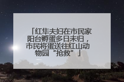 红隼夫妇在市民家阳台孵蛋多日未归，市民将蛋送往红山动物园“抢救”