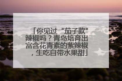 你见过“茄子款”辣椒吗？青岛培育出富含花青素的紫辣椒，生吃自带水果甜