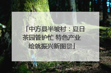 中方县半坡村：夏日茶园管护忙 特色产业绘就振兴新图景