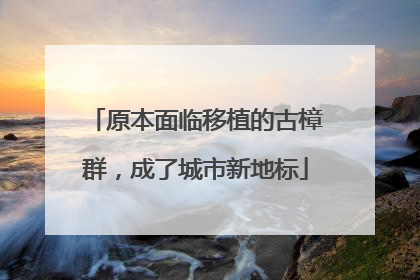 原本面临移植的古樟群，成了城市新地标