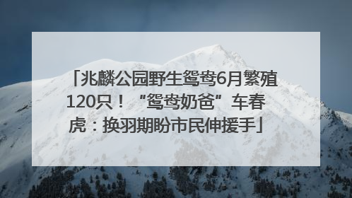 兆麟公园野生鸳鸯6月繁殖120只！“鸳鸯奶爸”车春虎：换羽期盼市民伸援手