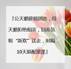 公天鹅移情别恋，母天鹅拒绝相亲，饲养员将“新欢”送走，时隔10天原配重逢