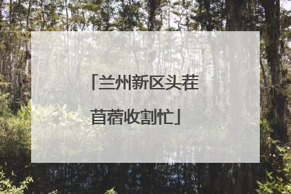 兰州新区头茬苜蓿收割忙