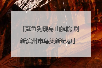 冠鱼狗现身山航院 刷新滨州市鸟类新纪录