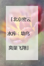 北京密云水库：幼鸟离巢飞翔