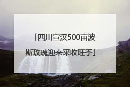 四川宣汉500亩波斯玫瑰迎来采收旺季