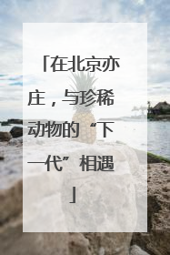 在北京亦庄，与珍稀动物的“下一代”相遇