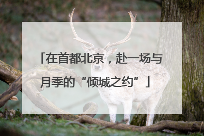 在首都北京，赴一场与月季的“倾城之约”