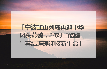 宁波韭山列岛再迎中华凤头燕鸥，24对“酷鸥”喜结连理迎接新生命