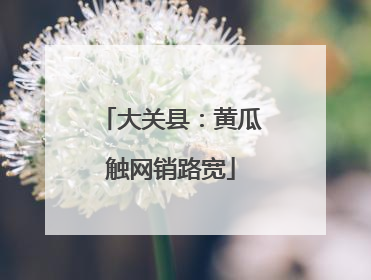 大关县：黄瓜触网销路宽