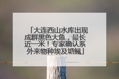 大连西山水库出现成群黑色大鱼，最长近一米！专家确认系外来物种埃及塘鲺