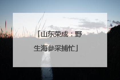 山东荣成：野生海参采捕忙