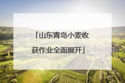 山东青岛小麦收获作业全面展开