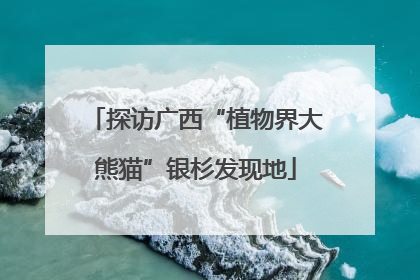 探访广西“植物界大熊猫”银杉发现地