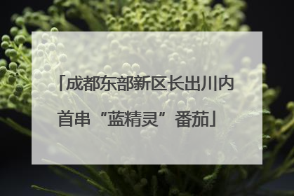 成都东部新区长出川内首串“蓝精灵”番茄