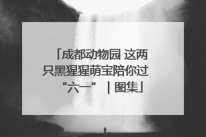 成都动物园 这两只黑猩猩萌宝陪你过“六一”｜图集