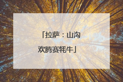 拉萨：山沟欢腾赛牦牛