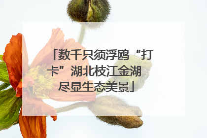 数千只须浮鸥“打卡”湖北枝江金湖 尽显生态美景