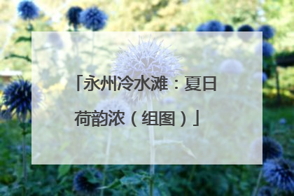 永州冷水滩：夏日荷韵浓（组图）