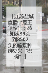 江苏盐城直播“鹿王争霸”：感知从39头到8502头的麋鹿种群复兴“密码”
