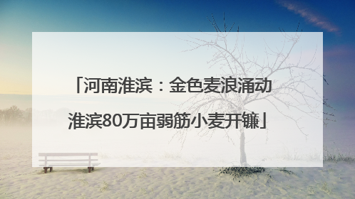 河南淮滨：金色麦浪涌动 淮滨80万亩弱筋小麦开镰