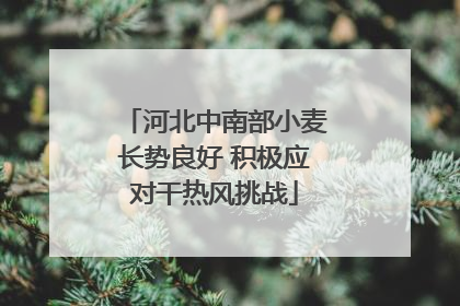 河北中南部小麦长势良好 积极应对干热风挑战