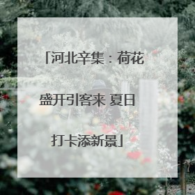 河北辛集：荷花盛开引客来 夏日打卡添新景