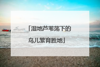 湿地芦苇荡下的鸟儿繁育胜地