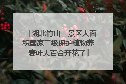 湖北竹山一景区大面积国家二级保护植物荞麦叶大百合开花了