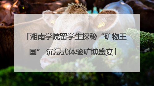 湘南学院留学生探秘“矿物王国” 沉浸式体验矿博盛宴