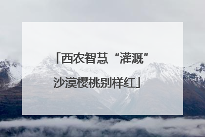 西农智慧“灌溉” 沙漠樱桃别样红