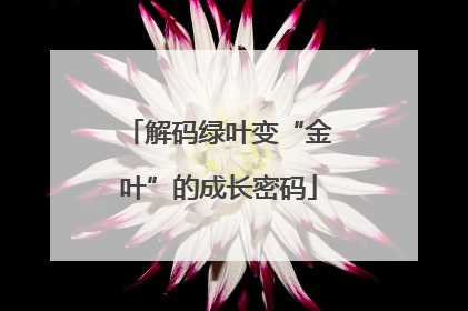 解码绿叶变“金叶”的成长密码