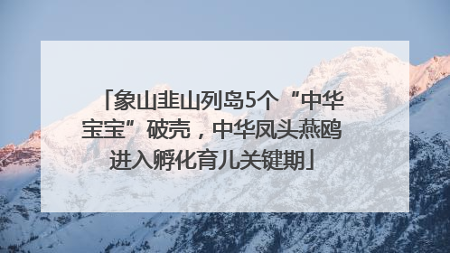 象山韭山列岛5个“中华宝宝”破壳，中华凤头燕鸥进入孵化育儿关键期