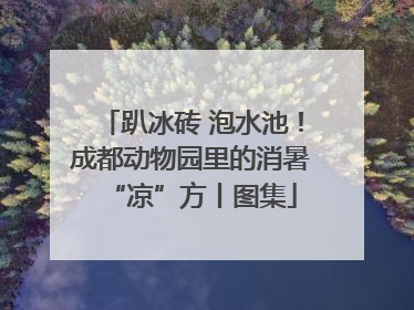 趴冰砖 泡水池！成都动物园里的消暑“凉”方丨图集