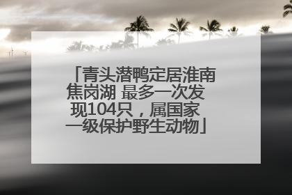 青头潜鸭定居淮南焦岗湖 最多一次发现104只，属国家一级保护野生动物