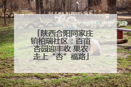 陕西合阳同家庄镇柏瑞社区：百亩杏园迎丰收 果农走上“杏”福路