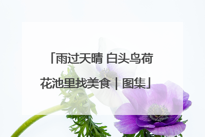 雨过天晴 白头鸟荷花池里找美食｜图集