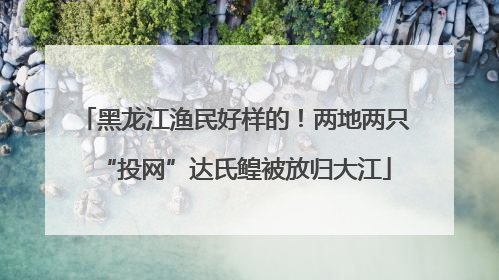 黑龙江渔民好样的！两地两只“投网”达氏鳇被放归大江