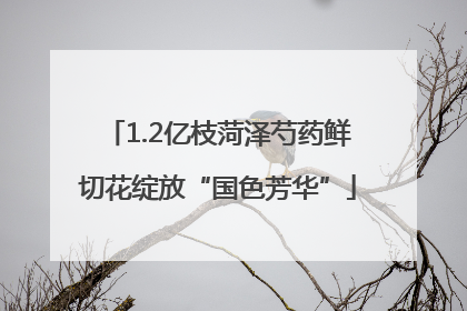1.2亿枝菏泽芍药鲜切花绽放“国色芳华”