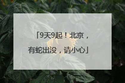 9天9起！北京，有蛇出没，请小心